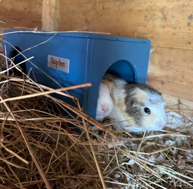 Guinea Pig House - Mariner Blue - Image 2