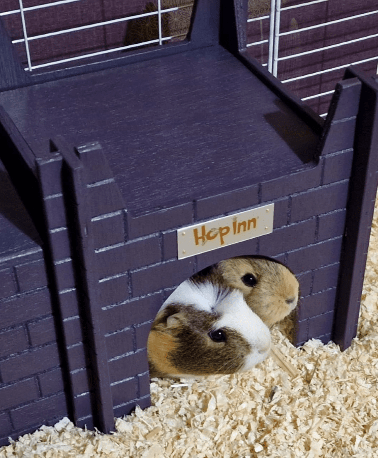 Guinea Pig Castle (Czar Plum) use together with any Hop Inn Guinea Hideaway House