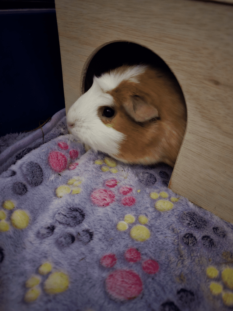 Guinea Pig House - Natural - Image 5