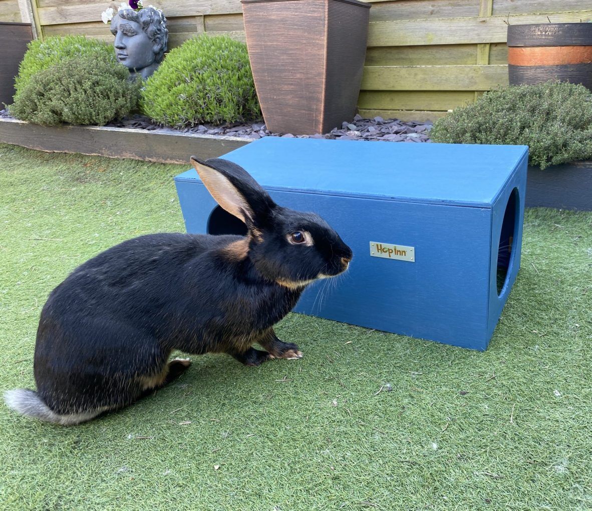Rabbit Hideaway House - Mariner Blue - Image 4
