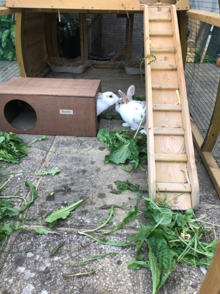 Rabbit Hideaway Cat Hideout - Weathered Wood - Image 8