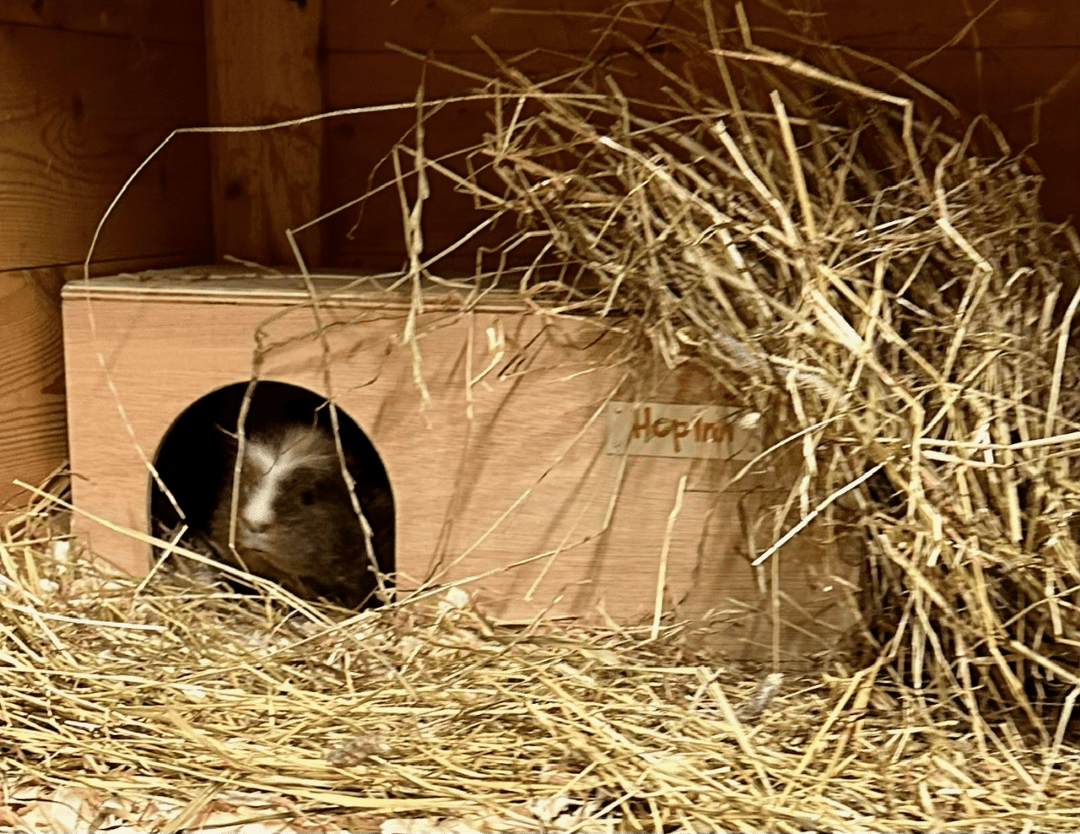 Guinea Pig House - Natural